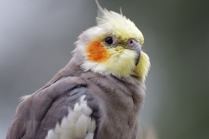 Vẹt Cockatiel giá bao nhiêu? Ăn gì? Có nói được không?