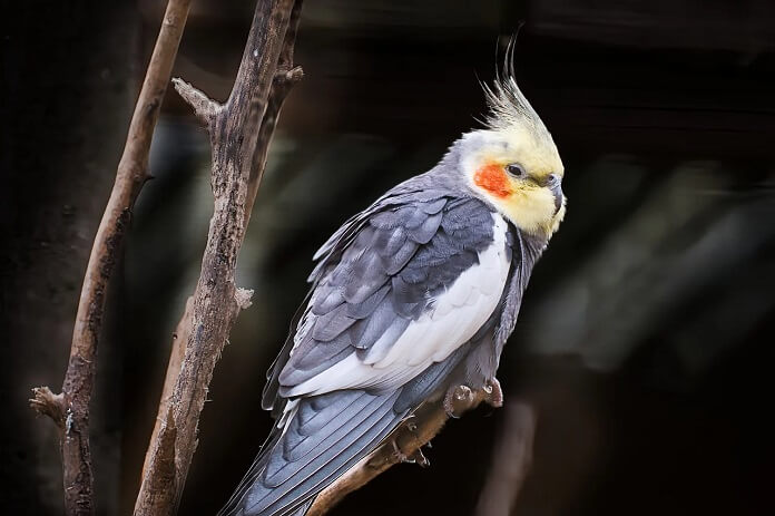 Vẹt Cockatiel giá bao nhiêu? Ăn gì? Có nói được không?