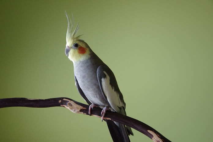 Vẹt Cockatiel giá bao nhiêu? Ăn gì? Có nói được không?