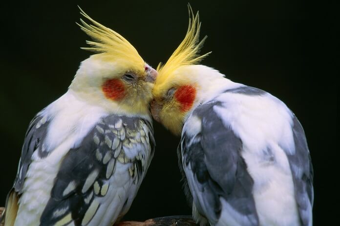 Vẹt Cockatiel giá bao nhiêu? Ăn gì? Có nói được không?