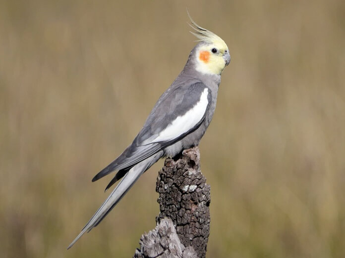 Vẹt Cockatiel giá bao nhiêu? Ăn gì? Có nói được không?