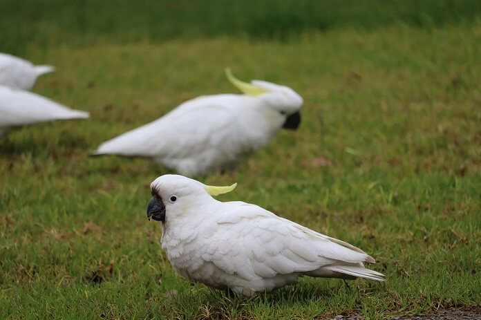 Vẹt Cockatoo giá bao nhiêu? Ăn gì? Mua ở đâu?