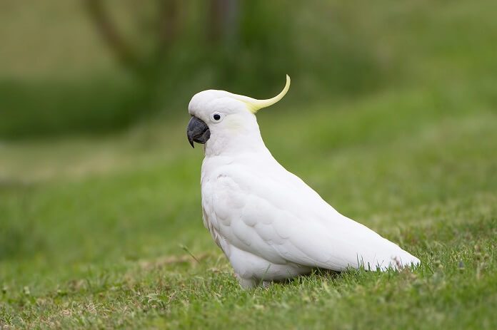 Vẹt Cockatoo giá bao nhiêu? Ăn gì? Mua ở đâu?
