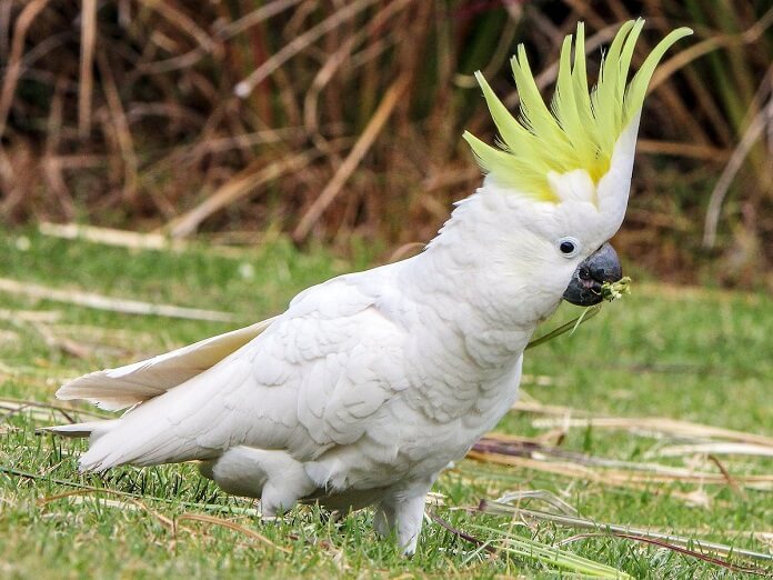 Vẹt Cockatoo giá bao nhiêu? Ăn gì? Mua ở đâu?