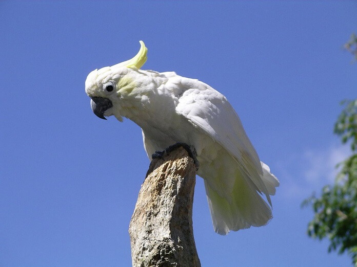 Vẹt Cockatoo giá bao nhiêu? Ăn gì? Mua ở đâu?