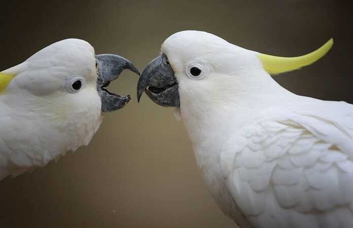 Vẹt Cockatoo giá bao nhiêu? Ăn gì? Mua ở đâu?