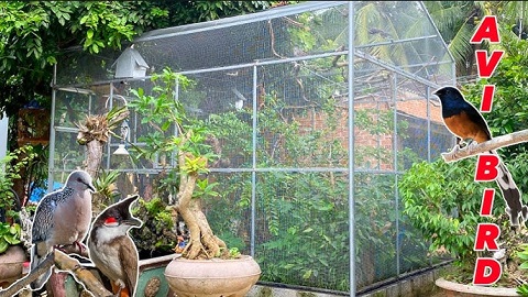 Top 10 mẫu chuồng Avi đẹp và được yêu thích nhất