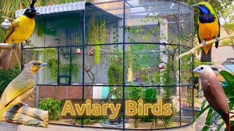 Top 10 mẫu chuồng Avi đẹp và được yêu thích nhất