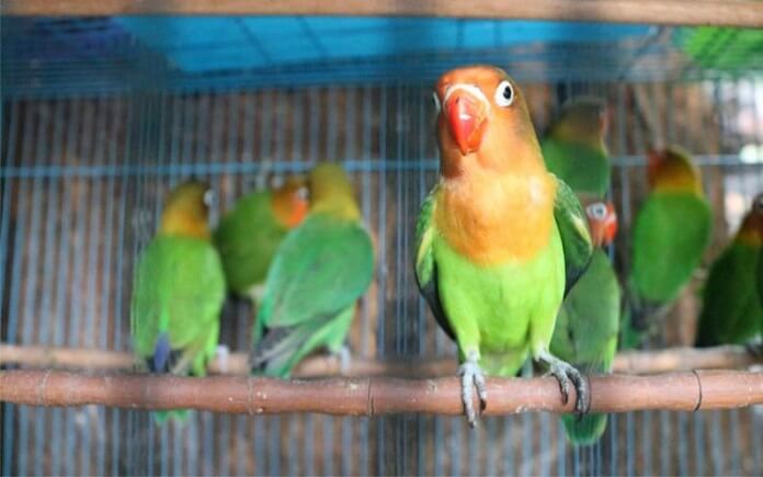 Top 10 loài Vẹt Biết Nói, thông minh và giá tốt nhất