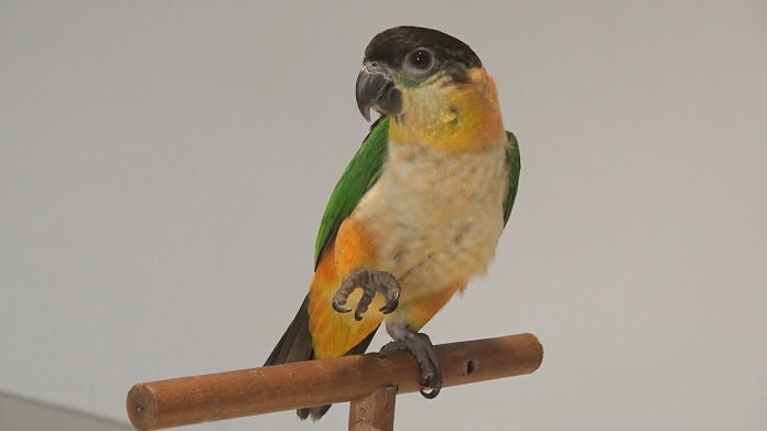 Vẹt Caique giá bao nhiêu? Sống ở đâu? Cách nuôi tốt nhất?
