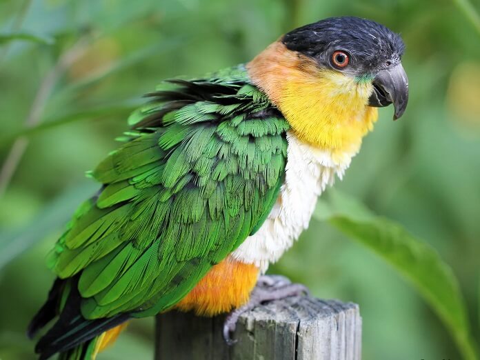 Vẹt Caique giá bao nhiêu? Sống ở đâu? Cách nuôi tốt nhất?