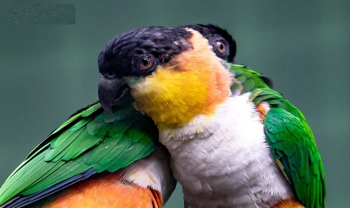 Vẹt Caique giá bao nhiêu? Sống ở đâu? Cách nuôi tốt nhất?