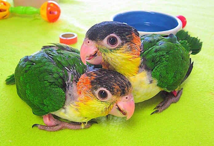 Vẹt Caique giá bao nhiêu? Sống ở đâu? Cách nuôi tốt nhất?