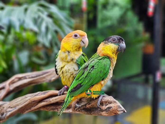 Vẹt Caique giá bao nhiêu? Sống ở đâu? Cách nuôi tốt nhất?
