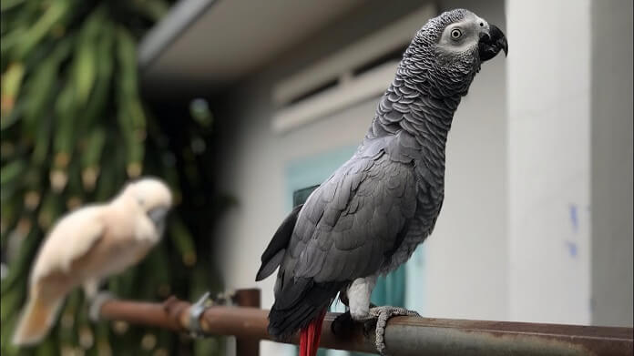 Vẹt xám châu Phi giá bao nhiêu? Kinh nghiệm nuôi hiệu quả