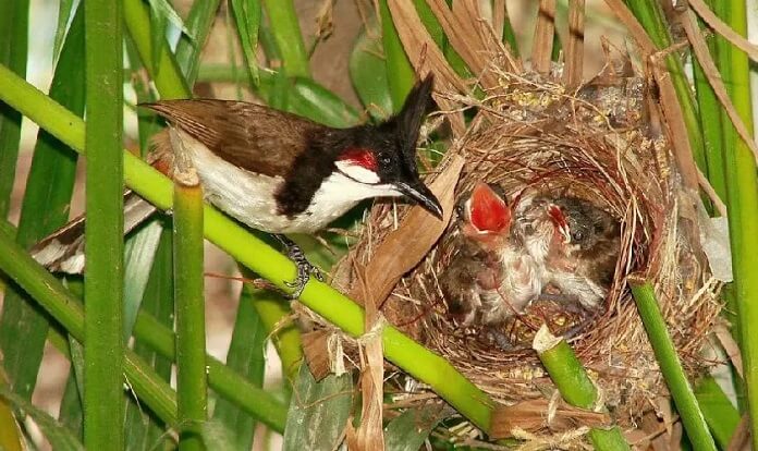 Chim Chào Mào ăn gì? Giá bao nhiêu? Có gì nổi bật?