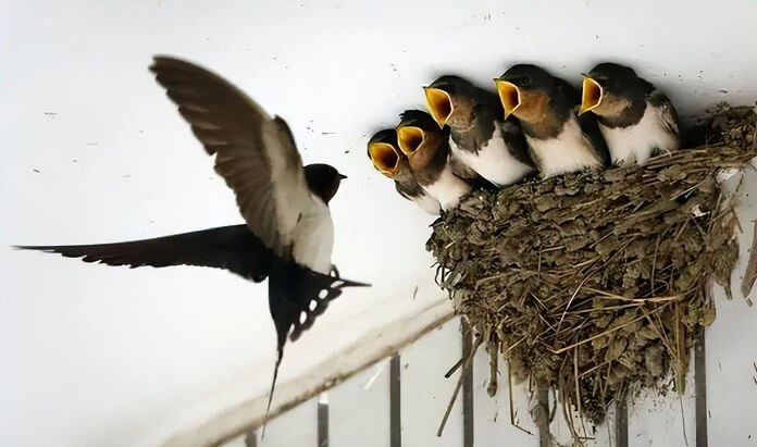 Chim Én bay vào nhà là điềm gì? Tốt hay xấu? Đánh số gì?