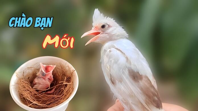 Giá chim chào mào bạch tạng bao nhiêu? Mua ở đâu rẻ?