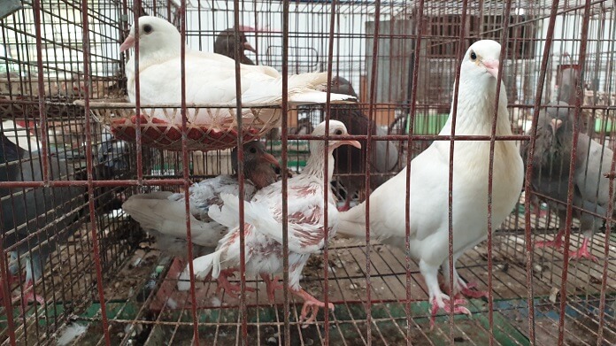 Cách nuôi Bồ câu nhốt chuồng đơn giản mà hiệu quả