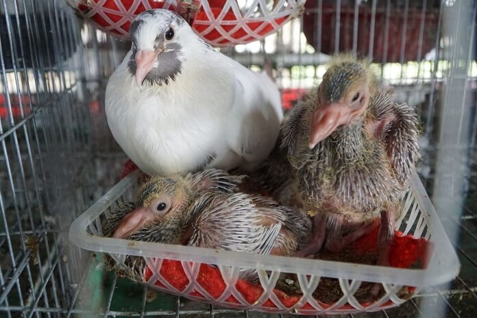 Cách nuôi Bồ câu nhốt chuồng đơn giản mà hiệu quả