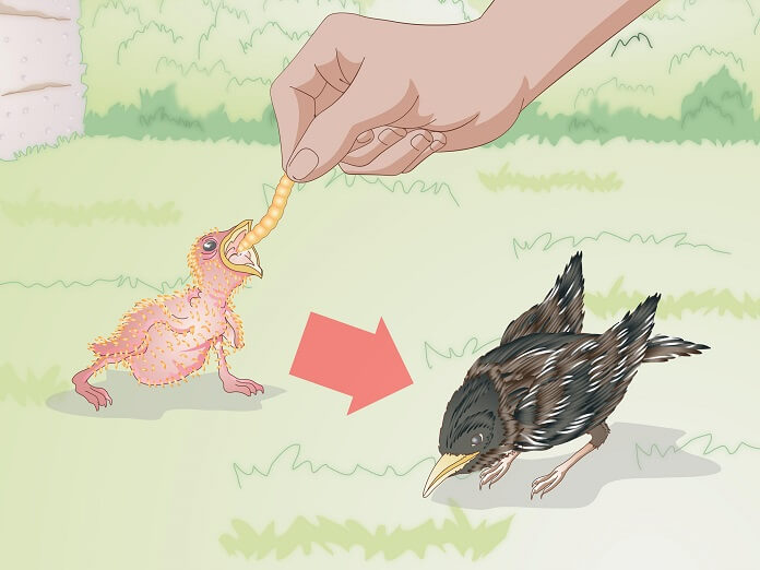 Cách nuôi chim non mới nở tốt nhất tại nhà