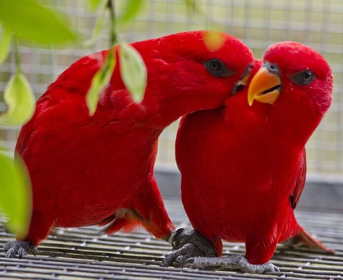 Vẹt Lory đỏ giá bao nhiêu? Nuôi ra sao? Có nói được không?