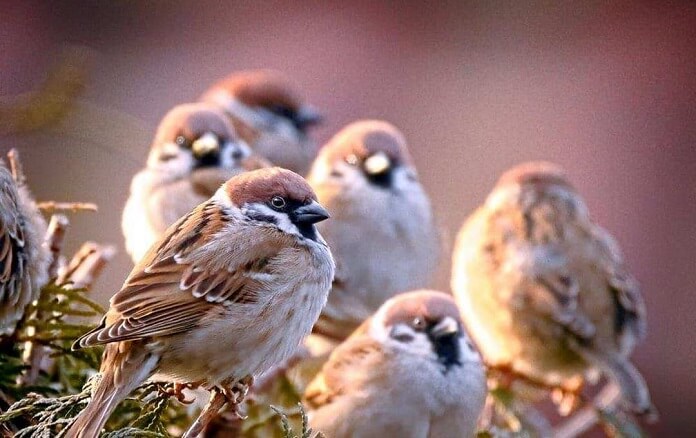 Tổng hợp các loài chim phổ biến ở Việt Nam