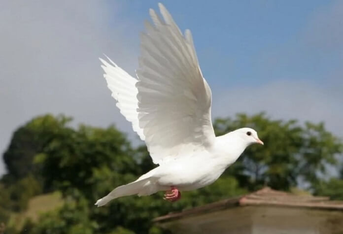 Chim Bồ Câu giá bao nhiêu? Nuôi ra sao? Làm món gì ngon?