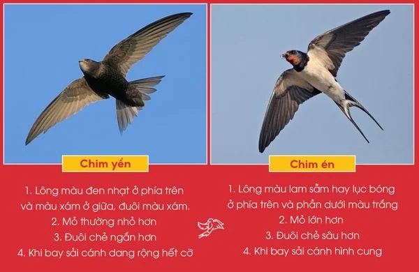 Chim Én và chim Yến có gì khác nhau?