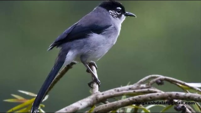 Chim Bạch Mi là chim gì? Phân bố ở đâu? Có gì nổi bật?