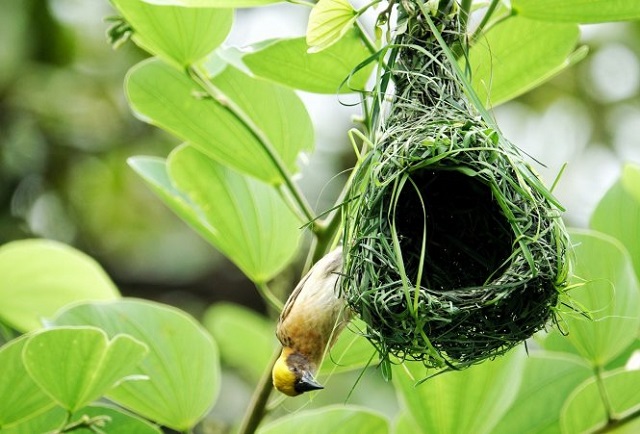 Chim Dòng Dọc ăn gì? Sống ở đâu? Làm tổ ra sao?