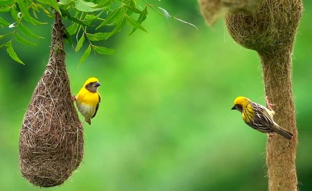Chim Dòng Dọc ăn gì? Sống ở đâu? Làm tổ ra sao?