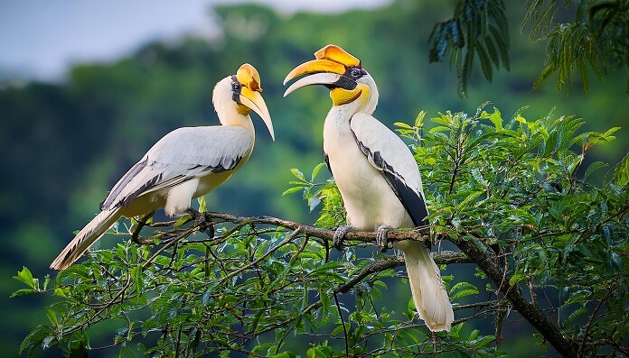 Chim Hồng Hoàng là chim gì? Có quý hiếm không? Ăn gì?
