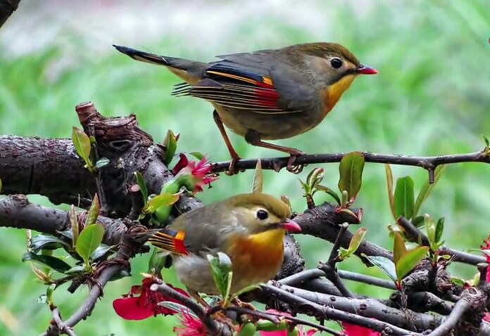 Giá chim Quế Lâm bao nhiêu? Ăn gì? Nuôi được không?