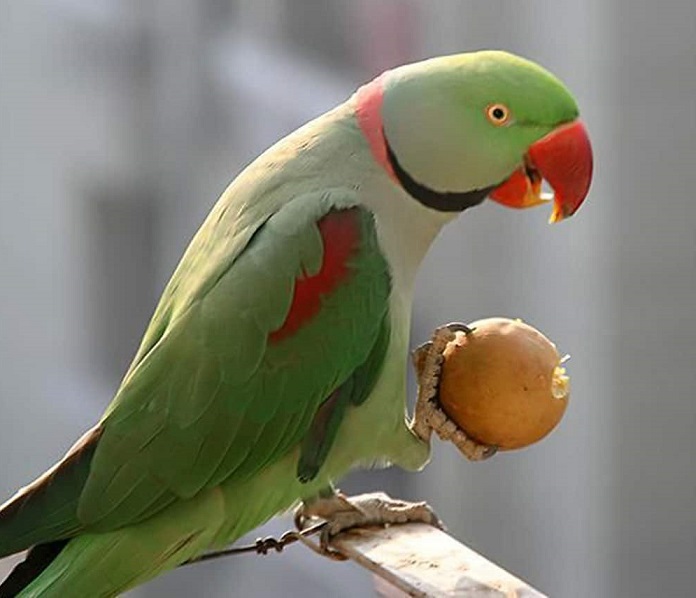 Vẹt Mỏ Đỏ giá bao nhiêu? Nói được không? Ăn gì?