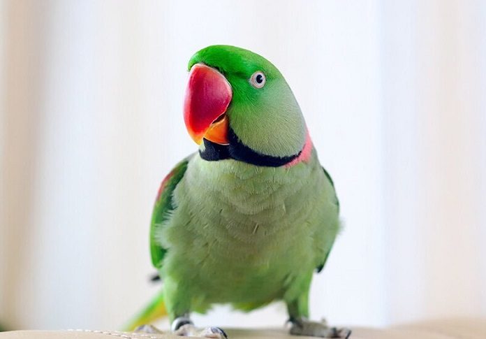 Vẹt Mỏ Đỏ giá bao nhiêu? Nói được không? Ăn gì?