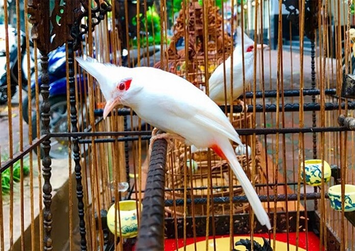Điểm danh các loại Chào Mào ở Việt Nam hiện nay