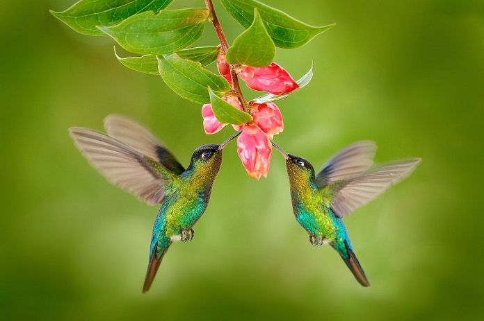 Chim Ruồi ăn gì? Sống ở đâu? Có những loài nào?