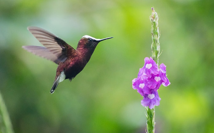 Chim Ruồi ăn gì? Sống ở đâu? Có những loài nào?
