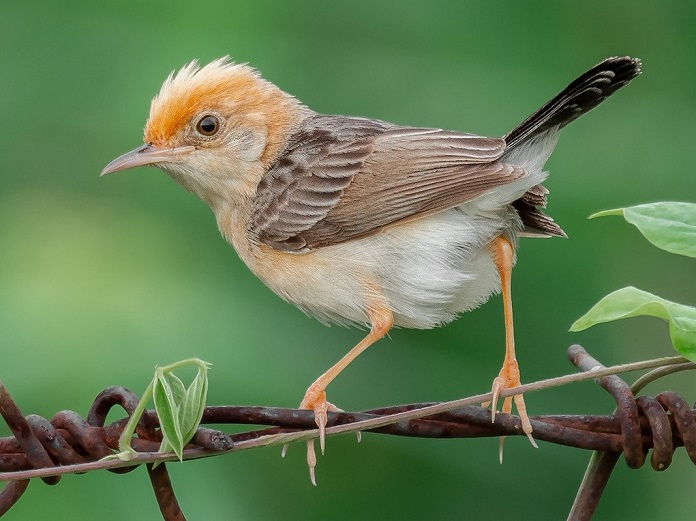 Chim Chiền Chiện ăn gì? Sống ở đâu? Có loài nào phổ biến?