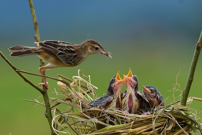 Chim Chiền Chiện ăn gì? Sống ở đâu? Có loài nào phổ biến?