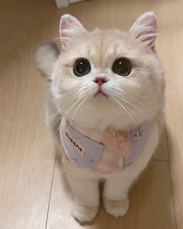 Ảnh mèo vô tri cute 1