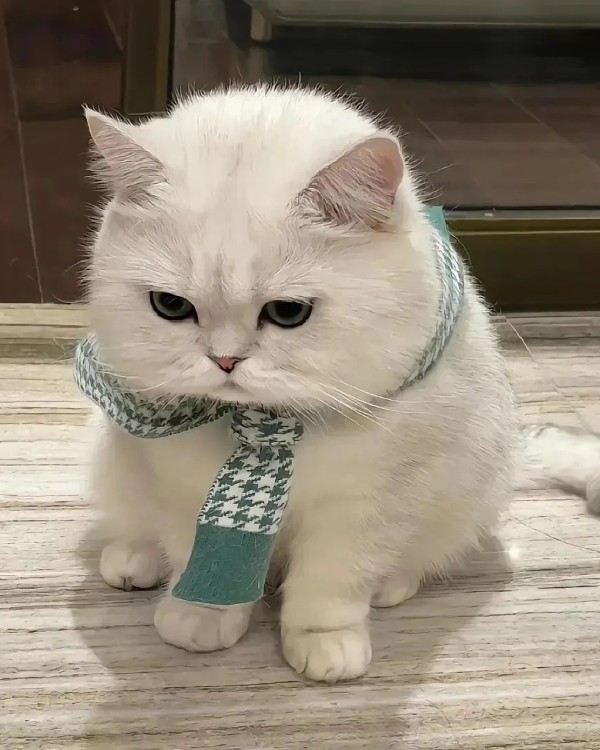 Ảnh mèo vô tri cute 10