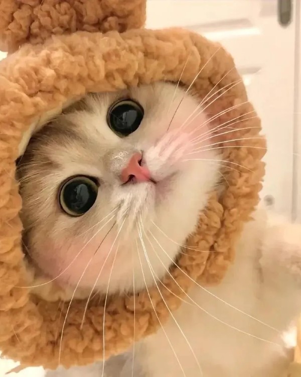 Ảnh mèo vô tri cute 11