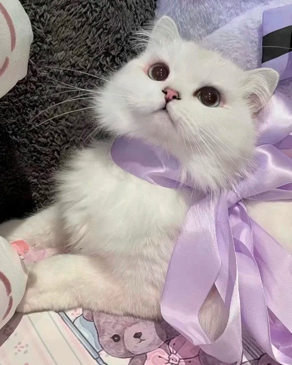 Ảnh mèo vô tri cute 12