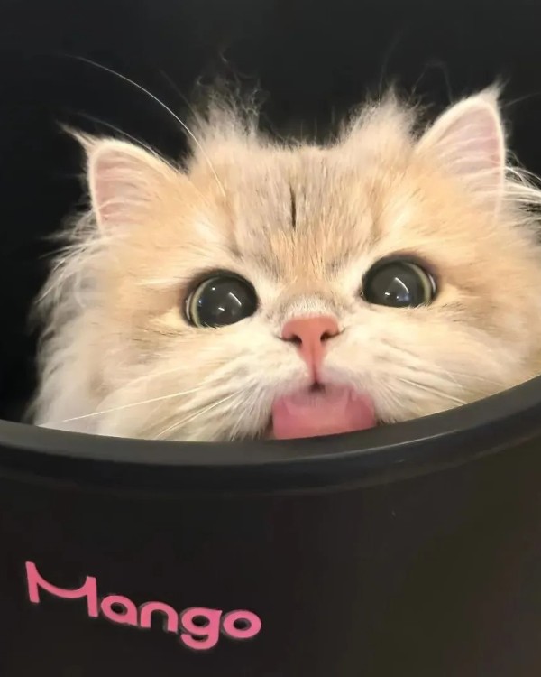 Ảnh mèo vô tri cute 14