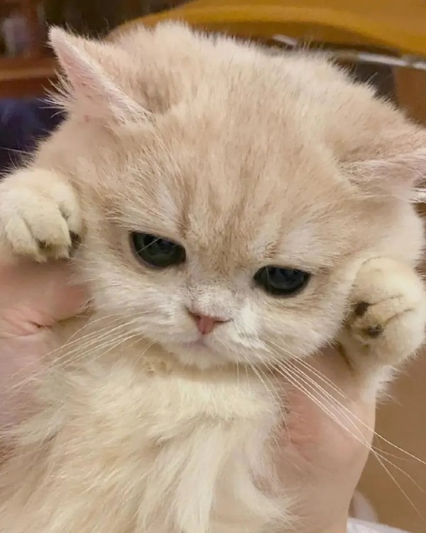 Ảnh mèo vô tri cute 15