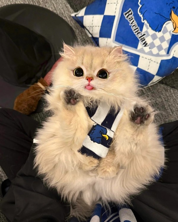 Ảnh mèo vô tri cute 17