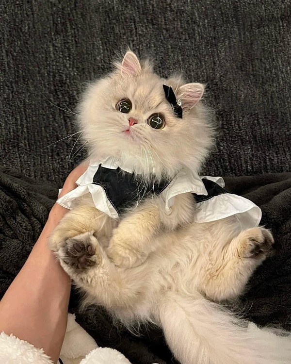 Ảnh mèo vô tri cute 18