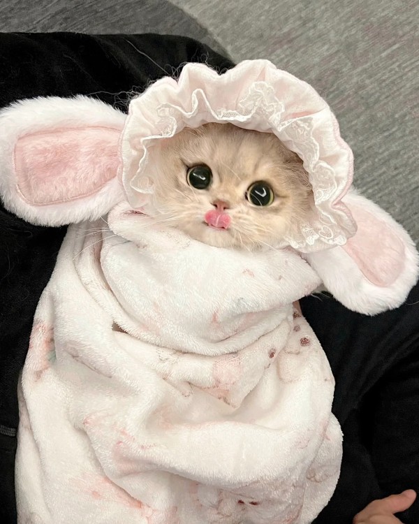 Ảnh mèo vô tri cute 19